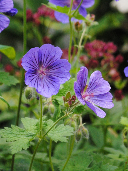 Geranium johnson's blue