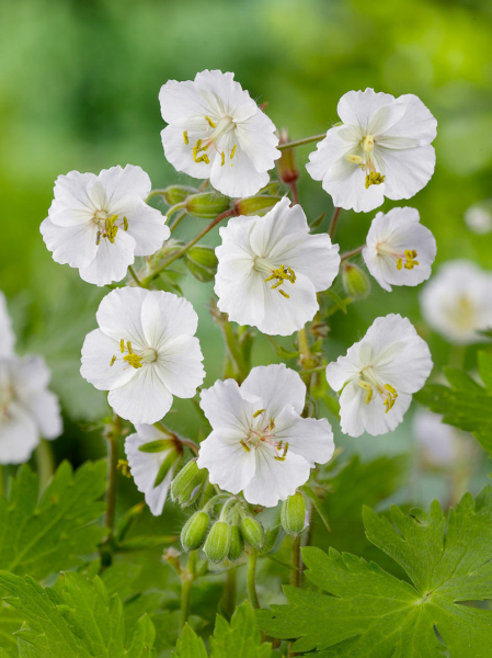 Geranium sanguineum album