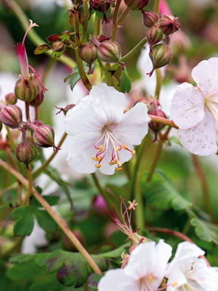 Geranium macrorrhizum album