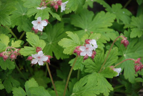 Geranium macrorrhizum album