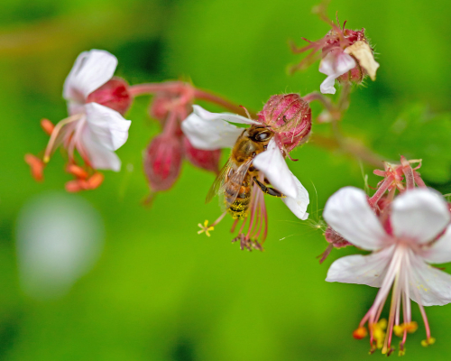 Geranium macrorrhizum album