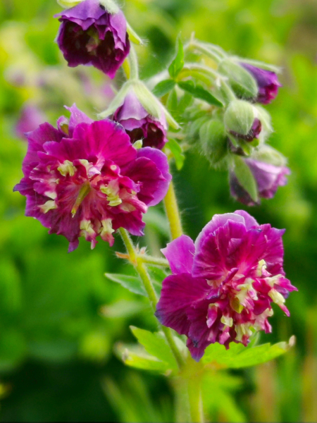 Geranium joseph green phaeum