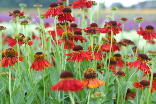Helenium moerheim beauty