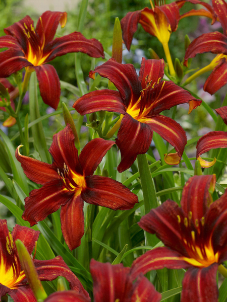 Hemerocallis autumn red