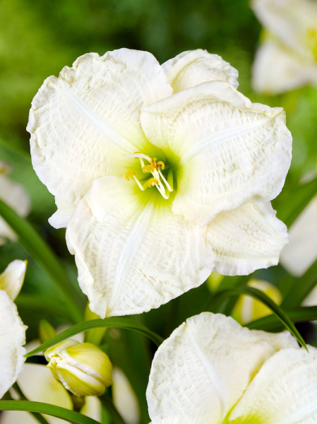 Hemerocallis gentle shepperd