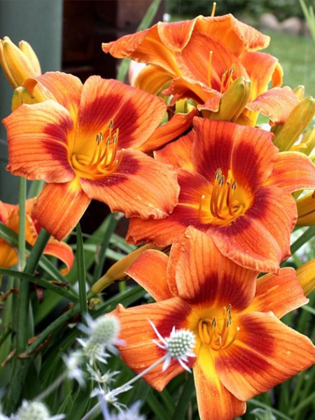 Hemerocallis holiday delight