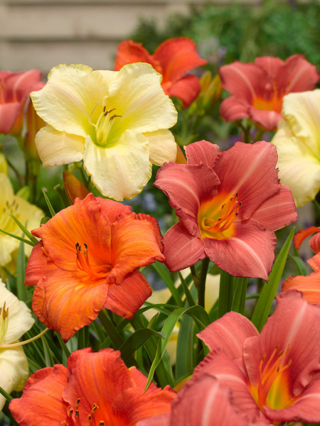 Hemerocallis mixed