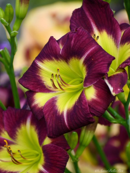Hemerocallis night beacon