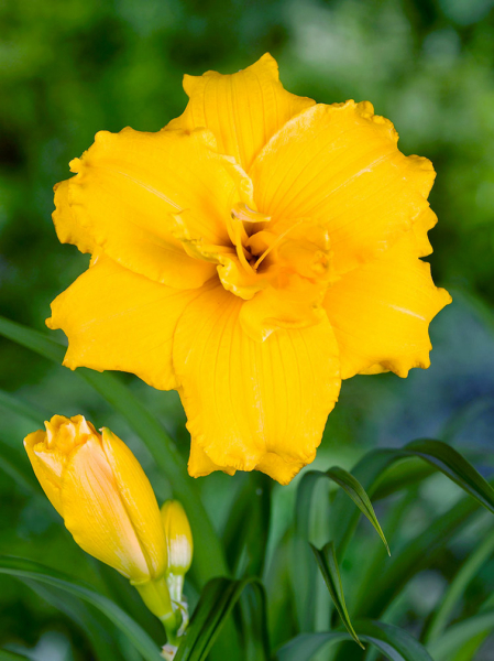Hemerocallis stella d'oro