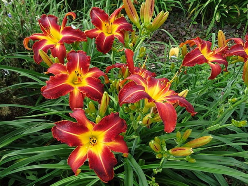 Hemerocallis autumn red
