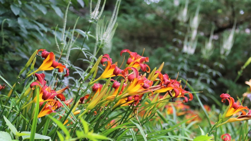 Hemerocallis autumn red