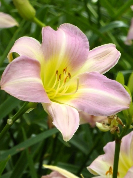 Hemerocallis catherine woodbury