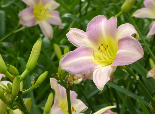 Hemerocallis catherine woodbury