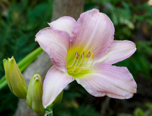 Hemerocallis catherine woodbury