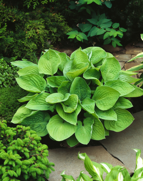 Hosta august moon