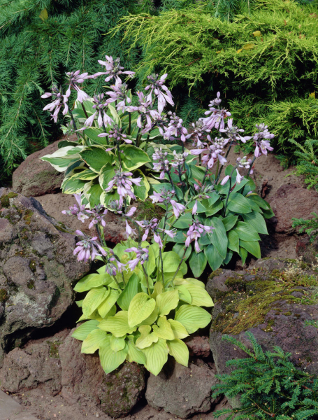 Hosta mixed
