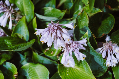 Hosta mixed