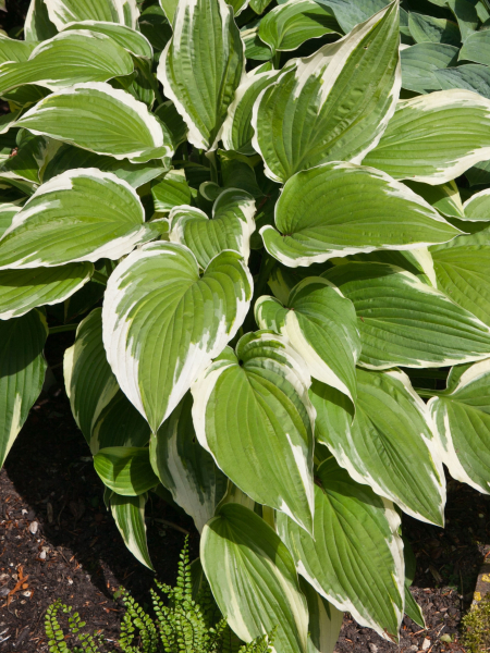 Hosta moerheim fortunei