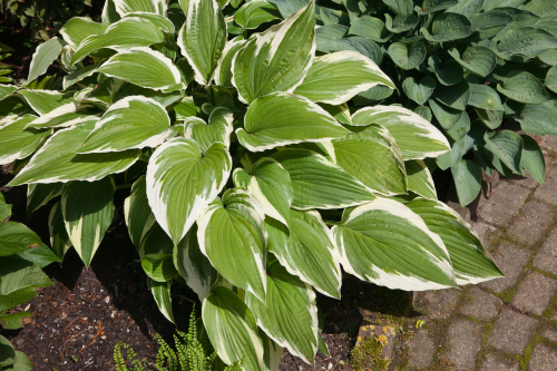 Hosta moerheim fortunei