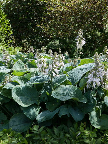 Hosta sieboldiana elegans