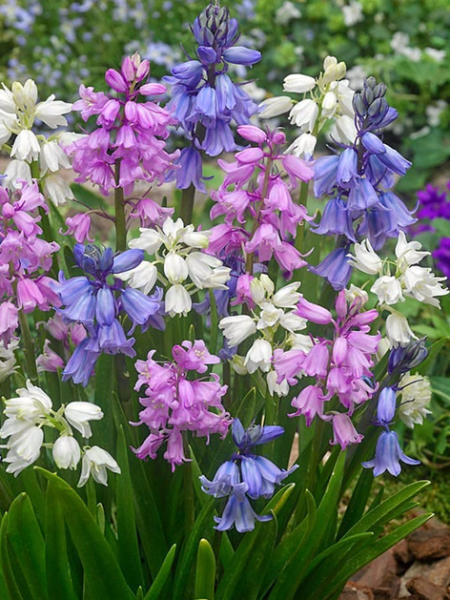 Hyacinthoides hispanica gemengd