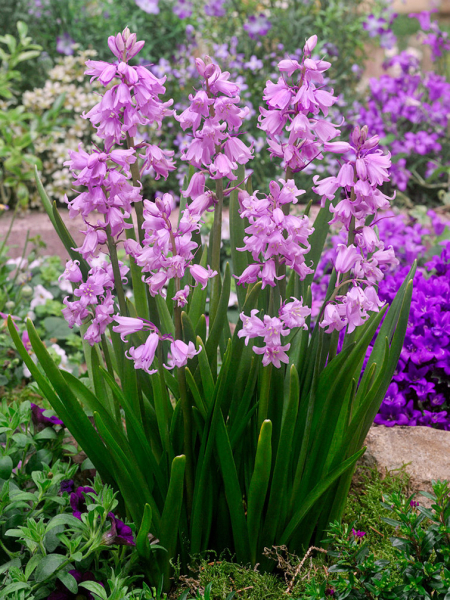 Hyacinthoides hispanica roze