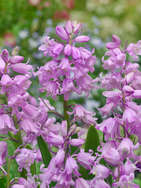 Hyacinthoides hispanica roze