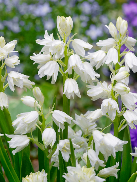 Hyacinthoides hispanica wit