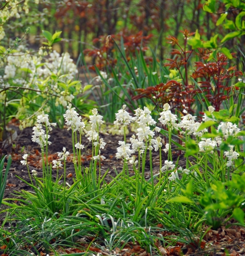 Hyacinthoides hispanica wit