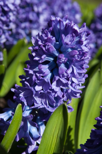 Delft blue