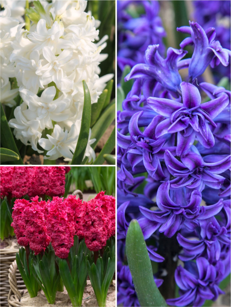 Double flowering mix