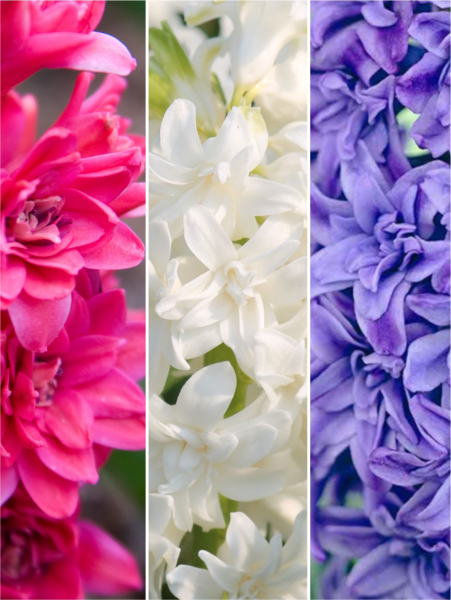 Double flowering mix