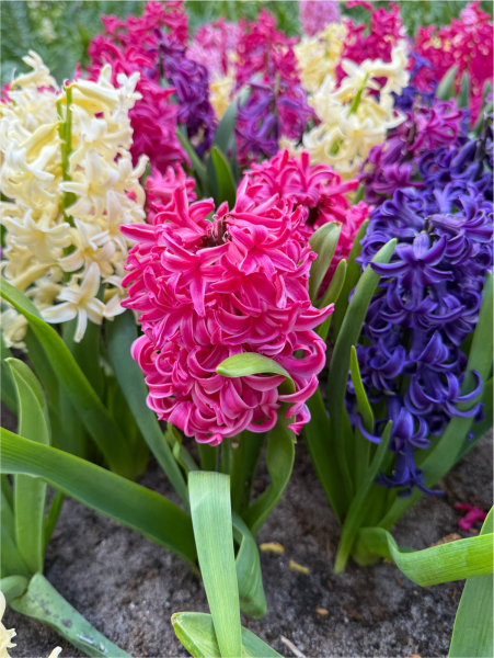 Jacinthes melange