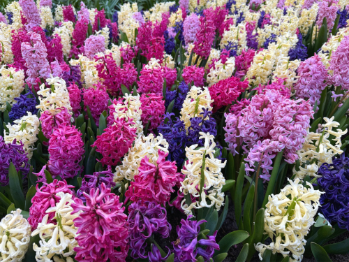 Jacinthes melange