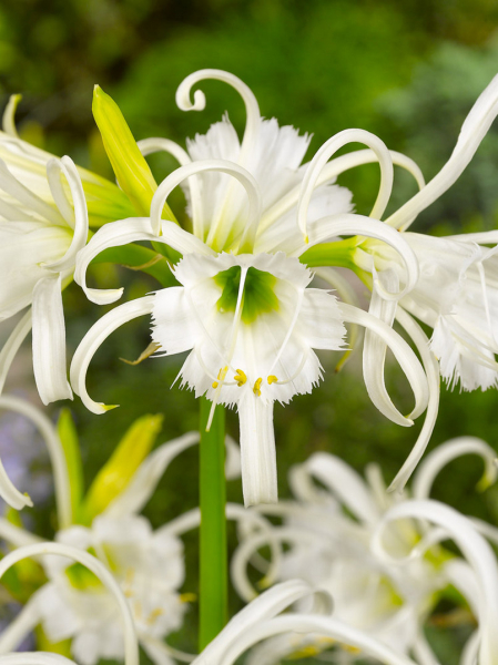 Hymenocallis ismene festalis