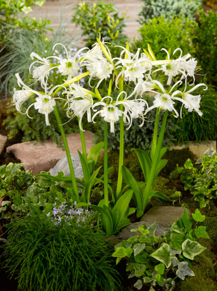 Hymenocallis ismene festalis