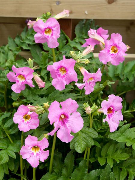 Incarvillea delavayi