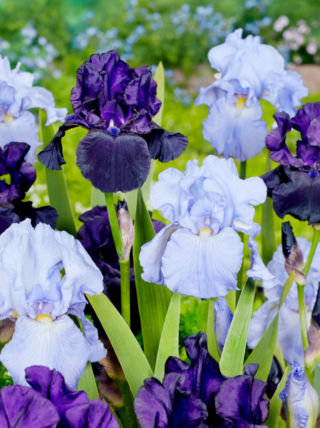 Iris black dragon germanica