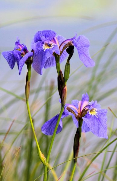 Iris ceasars brother sibirica