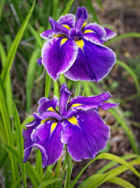 Iris crystal halo ensata