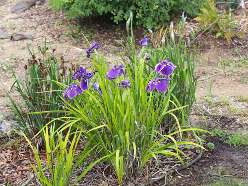 Iris crystal halo ensata