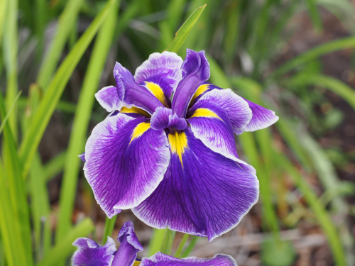 Iris crystal halo ensata