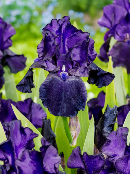 Iris black dragon germanica