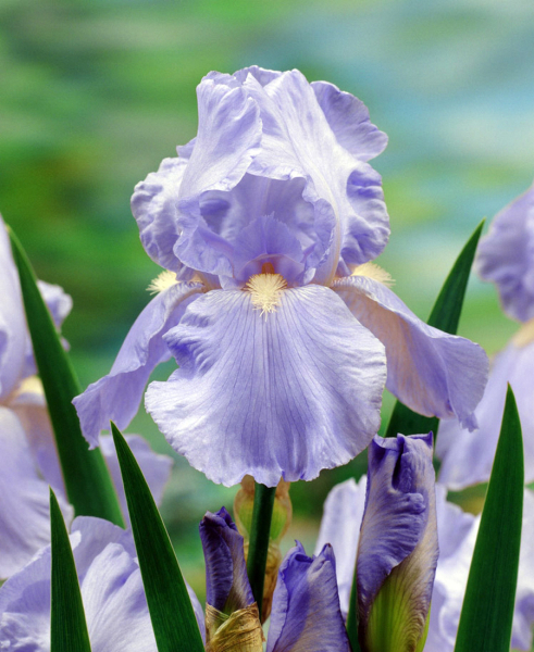Iris blue sapphire germanica