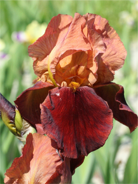 Iris natchez trace germanica