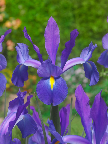 Iris discovery hollandica