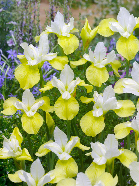 Iris butter & sugar sibirica