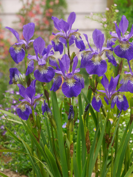 Iris ceasars brother sibirica