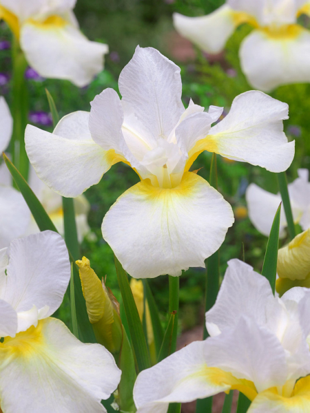 Iris dreaming orange sibirica
