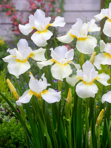 Iris dreaming orange sibirica